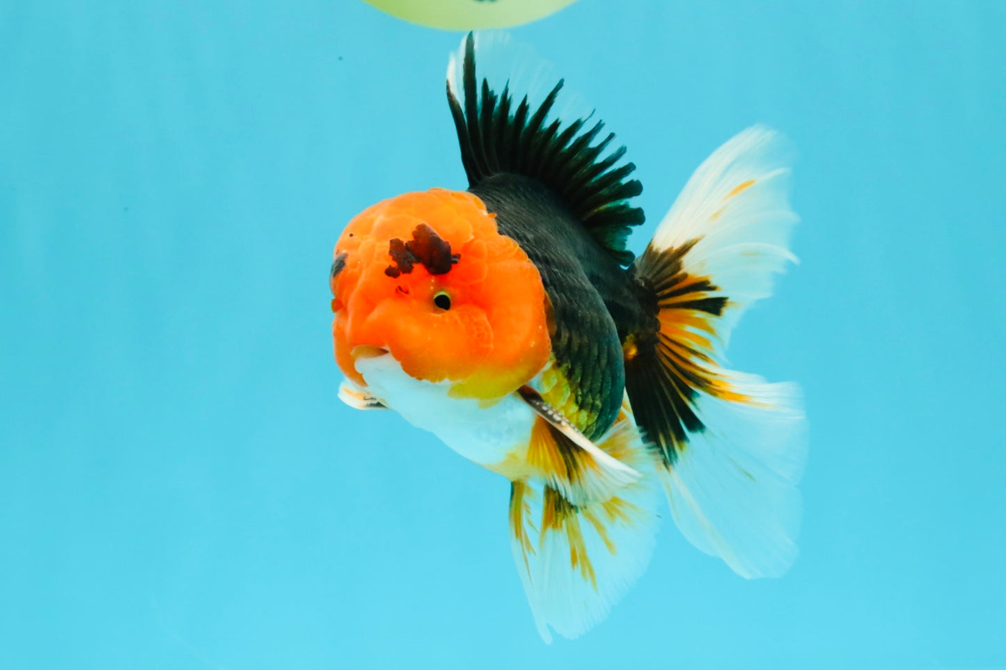 A Grade Red Head Tricolor Oranda Male 5-5.5 inches #031326OR_26