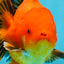 AAA Grade Apache Oranda Male 5-5.5 inches #050925OR_51