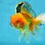 AAA Grade Orange Oranda Male 6.5 inches #062725OR_16