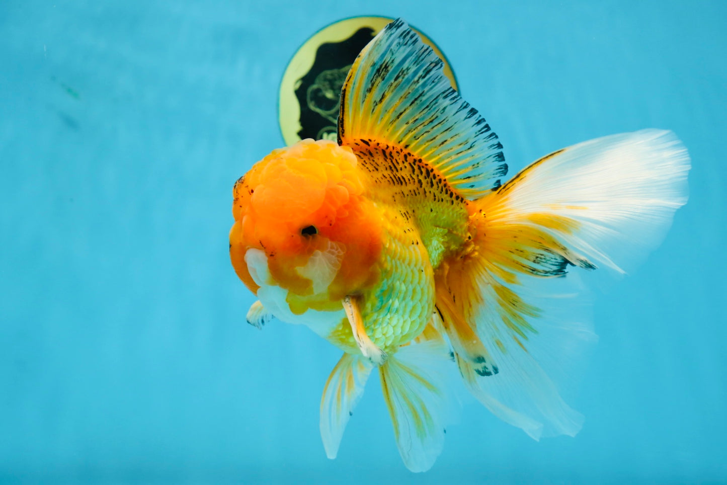 AAA Grade Orange Oranda Male 6.5 inches #062725OR_16