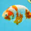 AAA Grade Special Red White Kohaku Chinese Ranchu Male 5 inches #101025RC_20