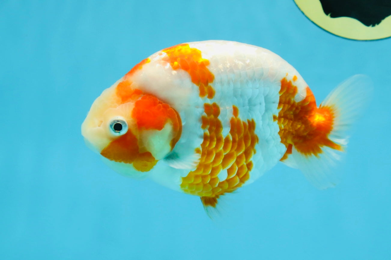 AAA Grade Special Red White Kohaku Chinese Ranchu Male 5 inches #101025RC_20