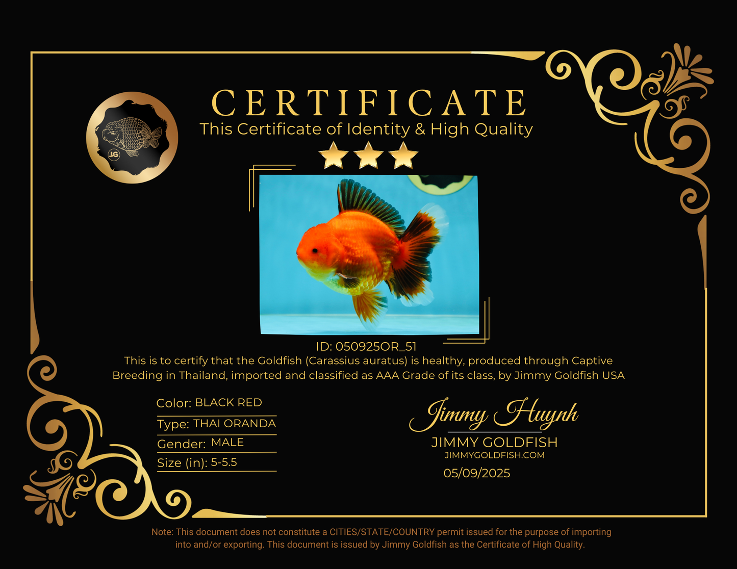 AAA Grade Apache Oranda Male 5-5.5 inches #050925OR_51