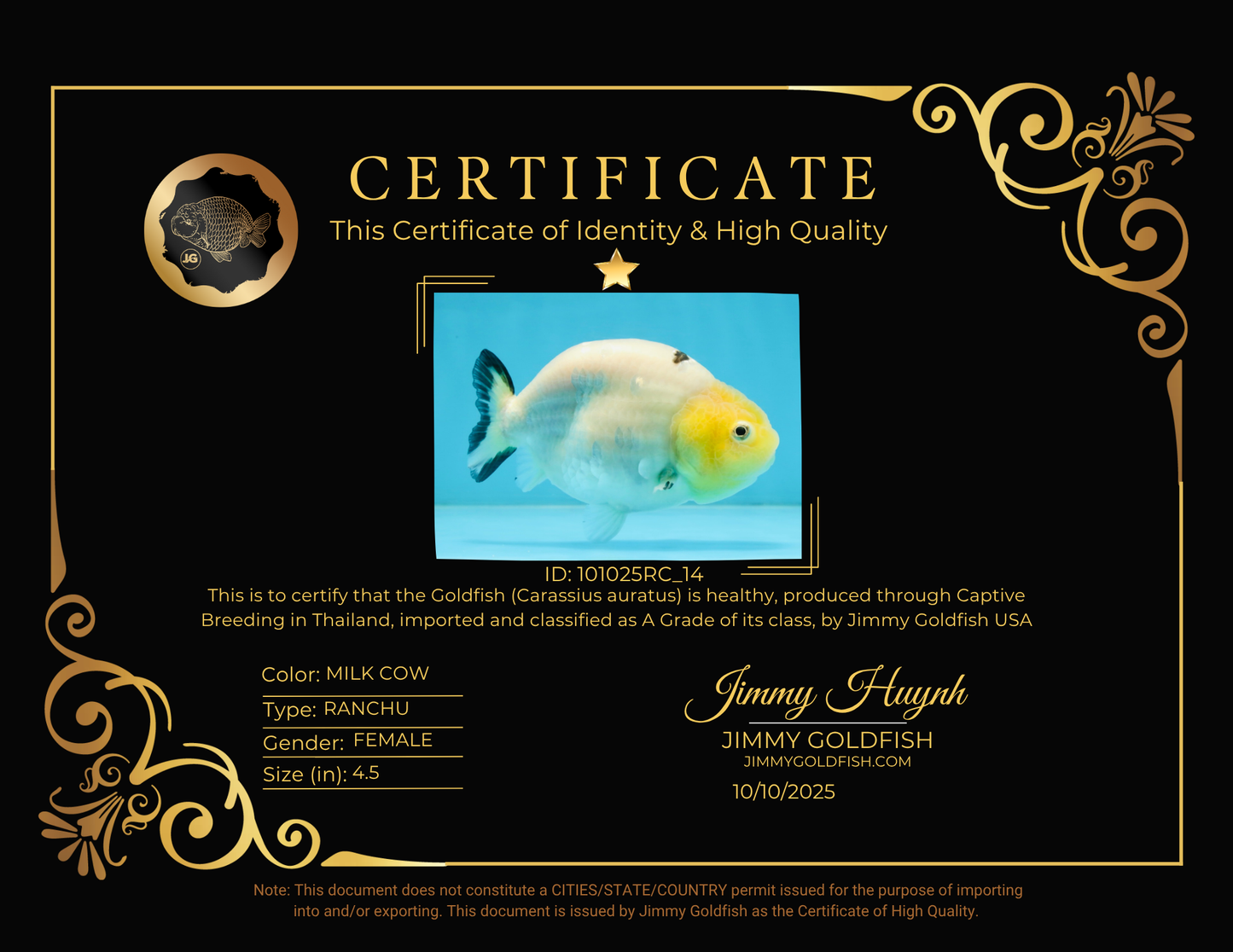 A Grade Milk Cow Ranchu Female 4.5 inches #101025RC_14