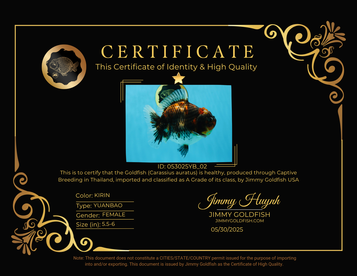 A Grade Godzilla Kirin Yuanbao Female 5.5-6 inches #053025YB_02