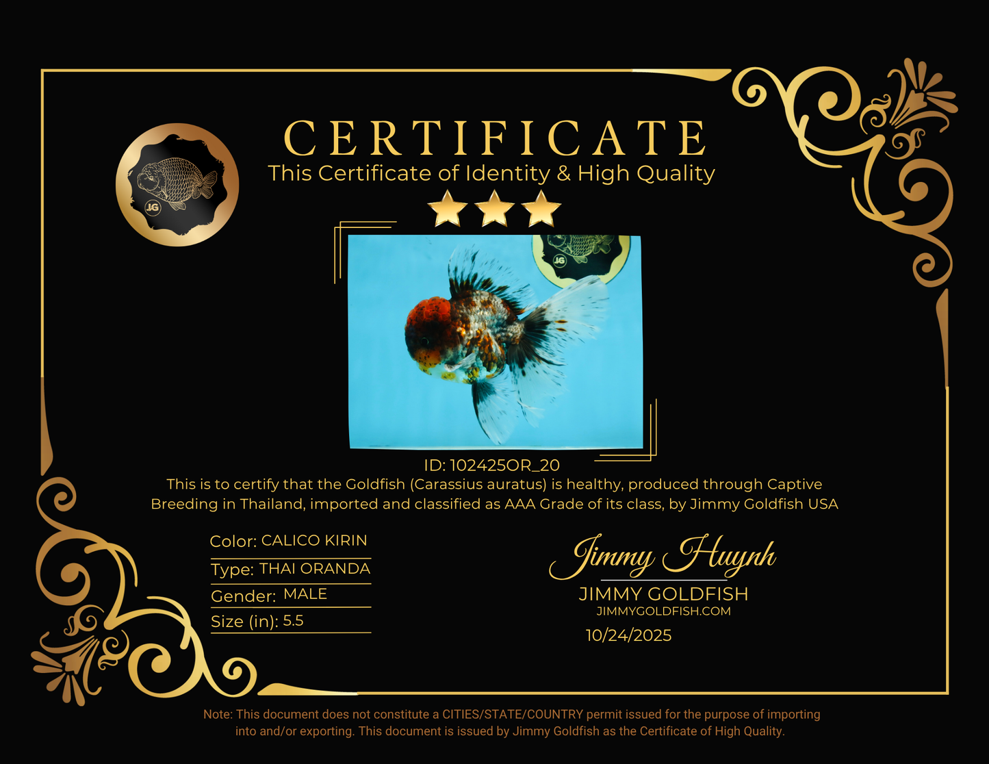 THICK BODY AAA Grade Calico Kirin Oranda Male 5.5 inches #102425OR_20