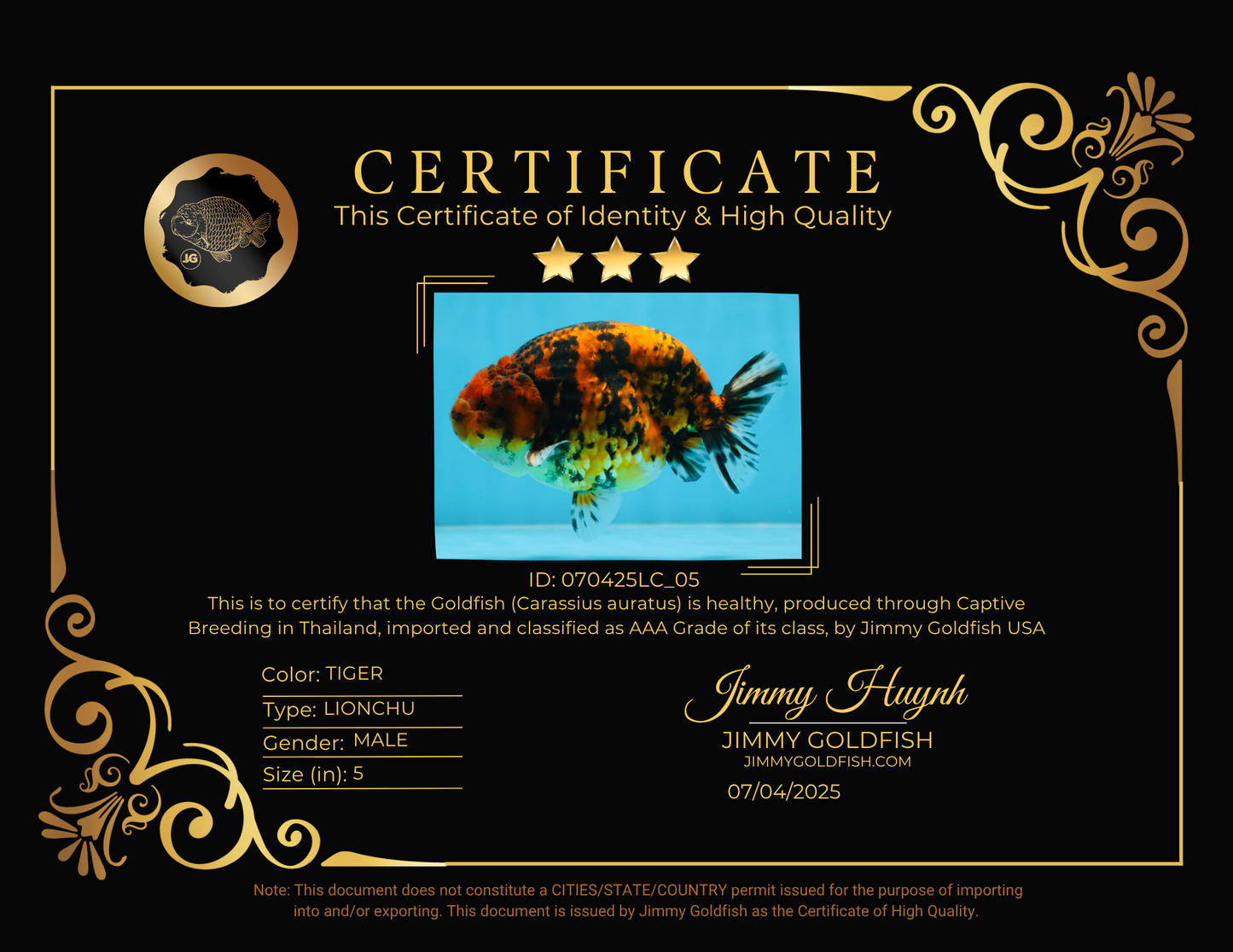 AAA Grade Tiger LionKing 5 inches #070425LC_05