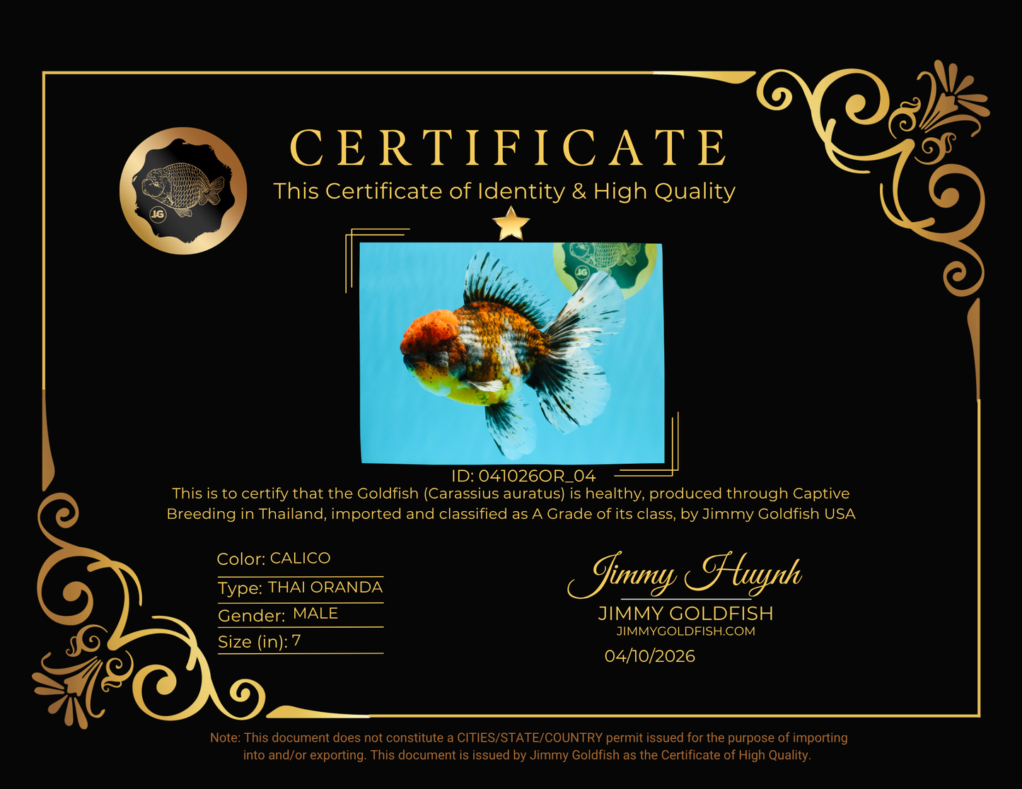 FLUFFY A Grade Calico Oranda Male 7 inches #041026OR_04