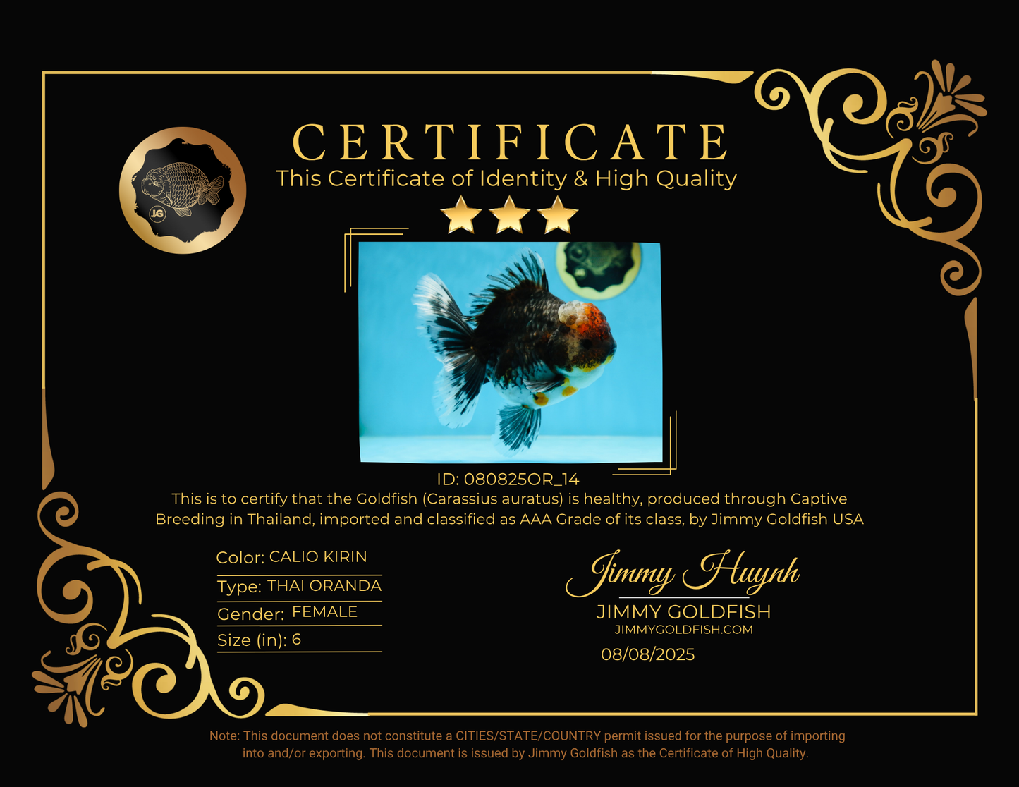 AAA Grade THICK BODY Calico Kirin Oranda Female 6 inches #080825OR_14