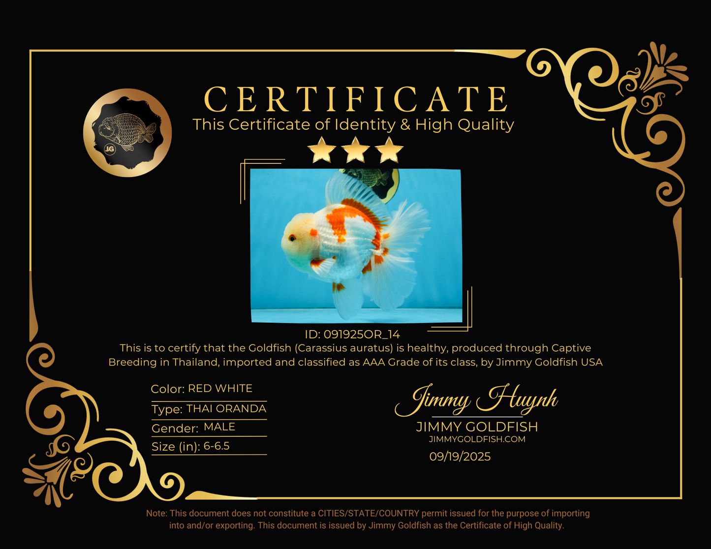 AAA Grade ADORABLE Sakura Oranda Male 6-6.5 inches #091925OR_14