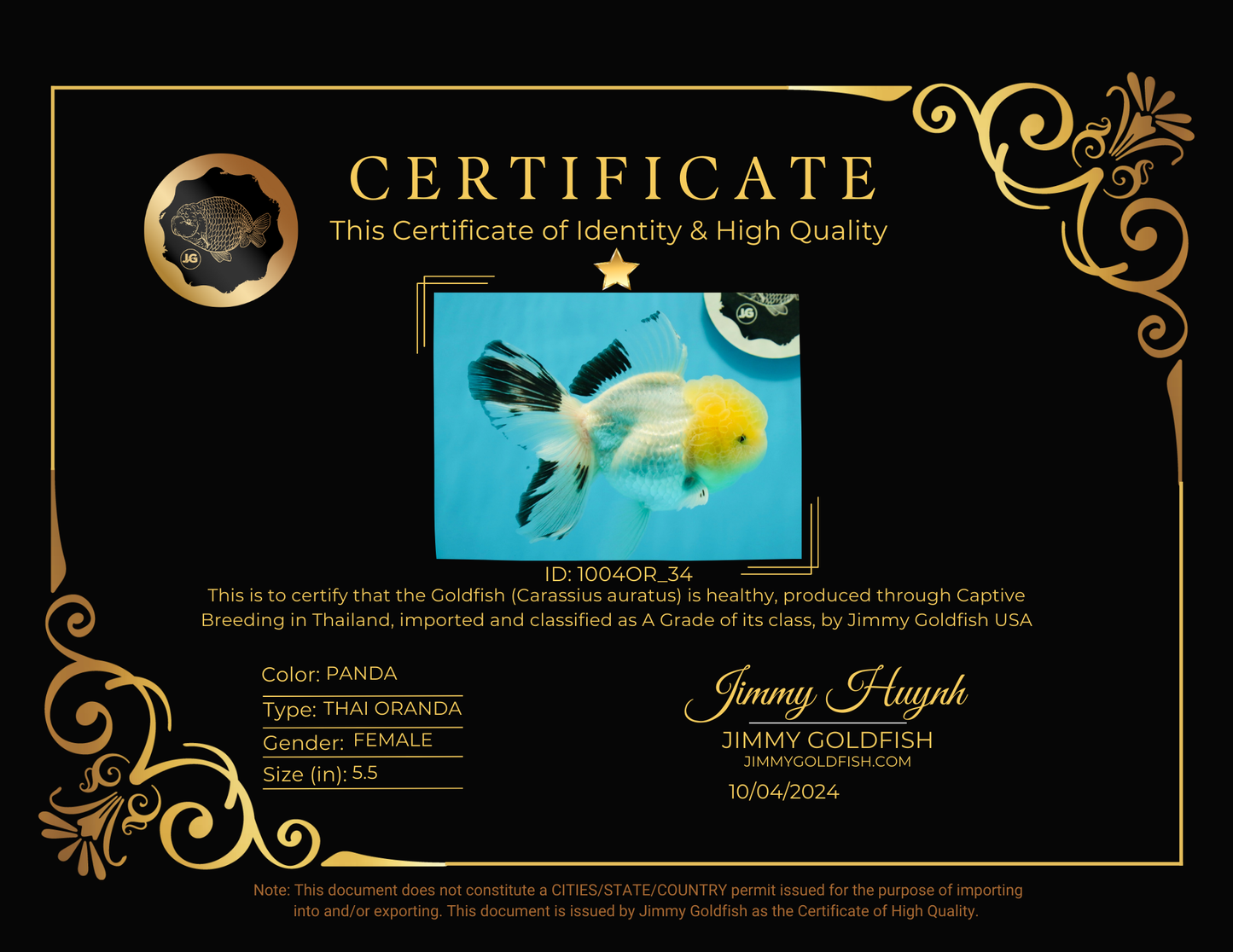 A Grade Lemonhead Panda Oranda Female 5.5 inches #1004OR_34