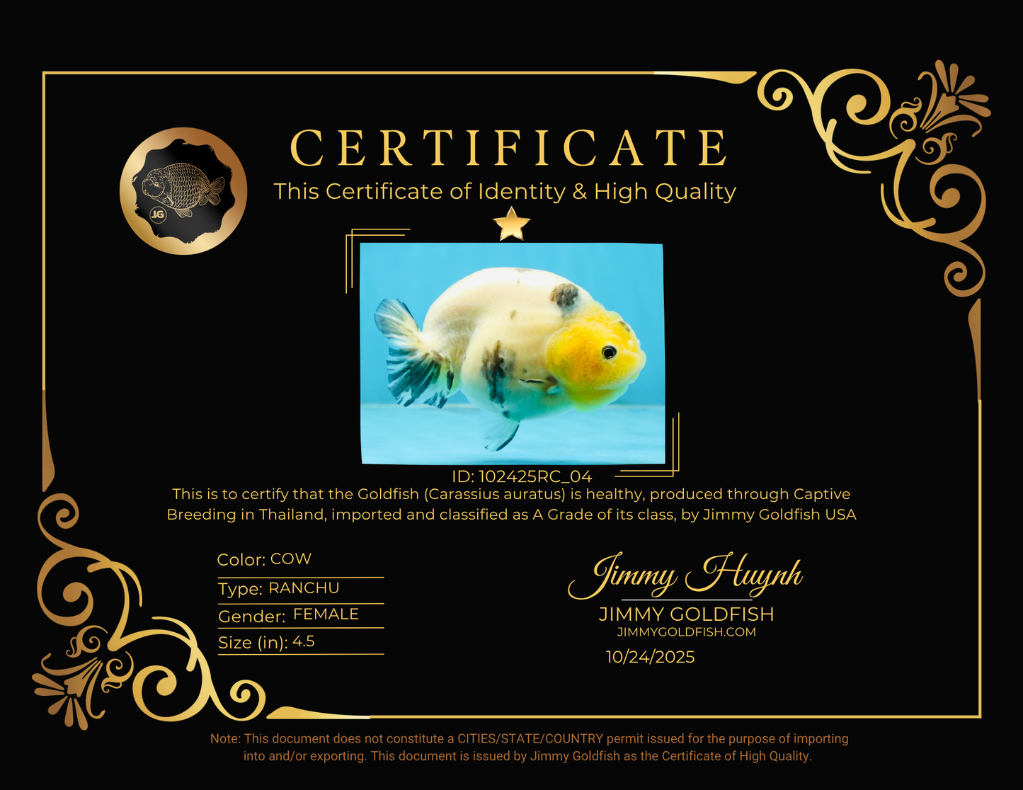 UNIQUE A Grade Chinese Cow Ranchu Female 4.5 inches #102425RC_04