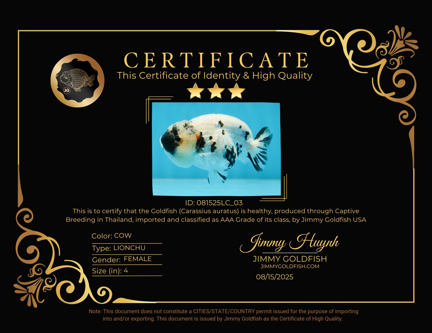 SPECIAL YIN-YANG AAA Grade Cow LionQueen 4 inches #081525LC_03