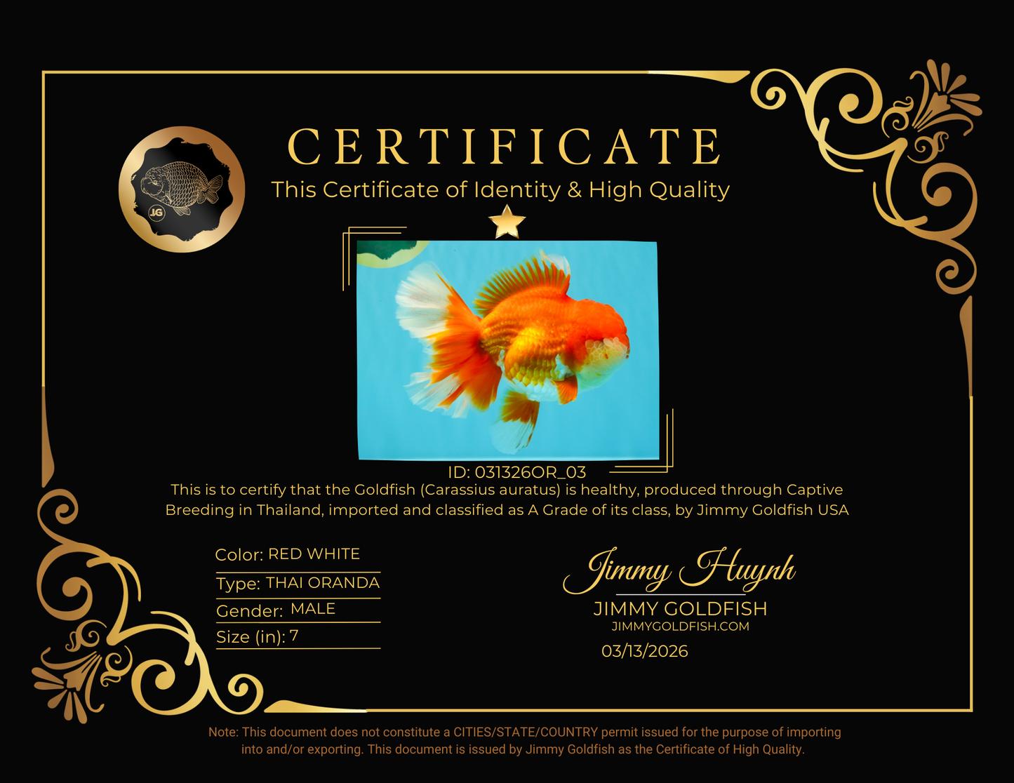 JUMBO A Grade Godzilla Red White Oranda Male 7 inches #031326OR_03