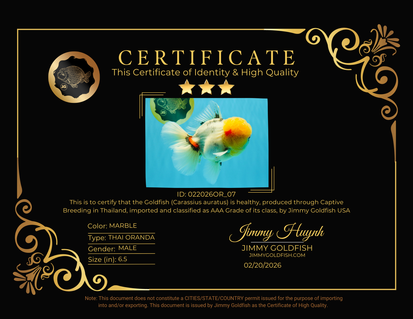 AAA Grade Marble Oranda Male 6.5 inches #022026OR_07