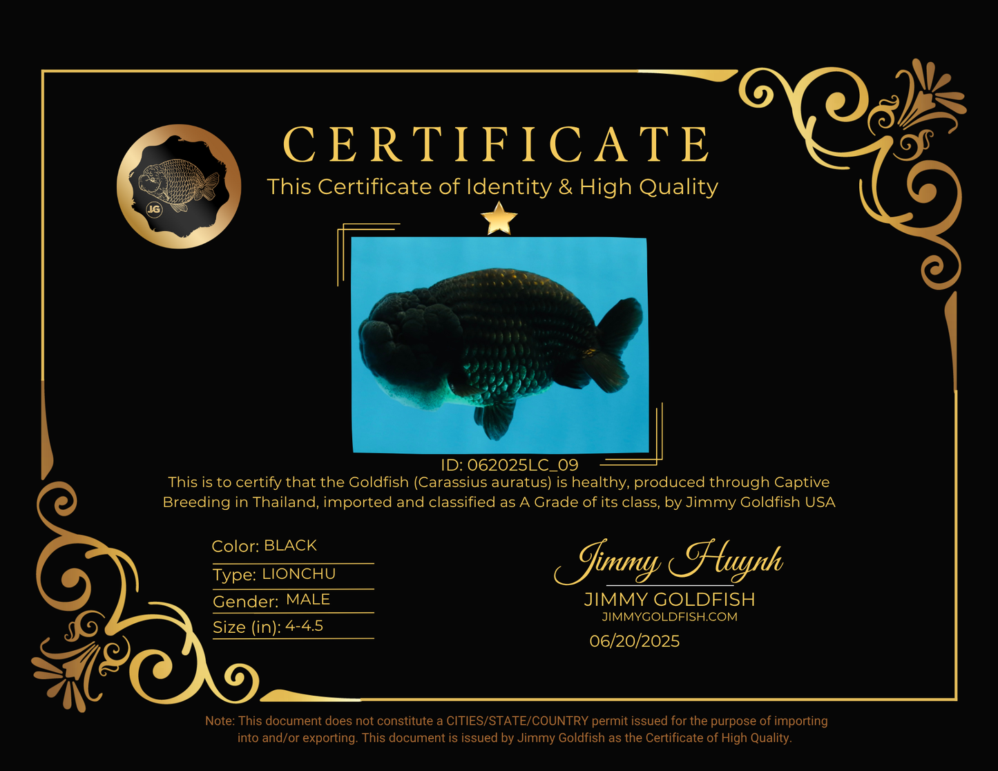 A Grade BIG WEN Black LionKing 4-4.5 inches #062025LC_09