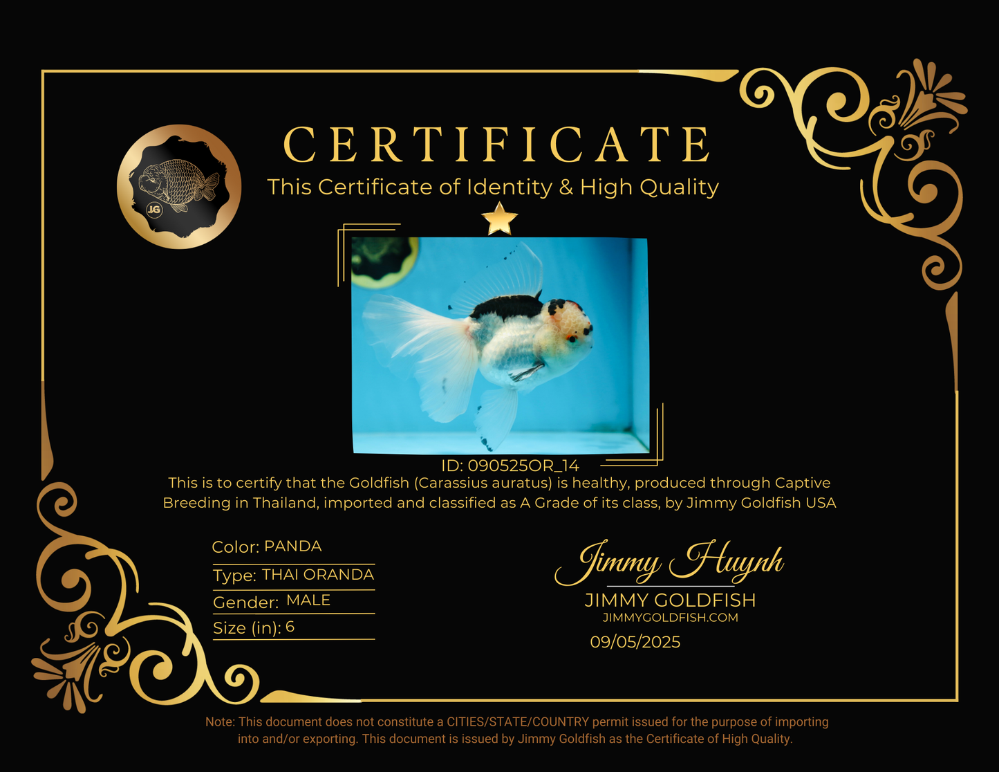 A Grade SPECIAL Panda Oranda Male 6 inches #090525OR_14