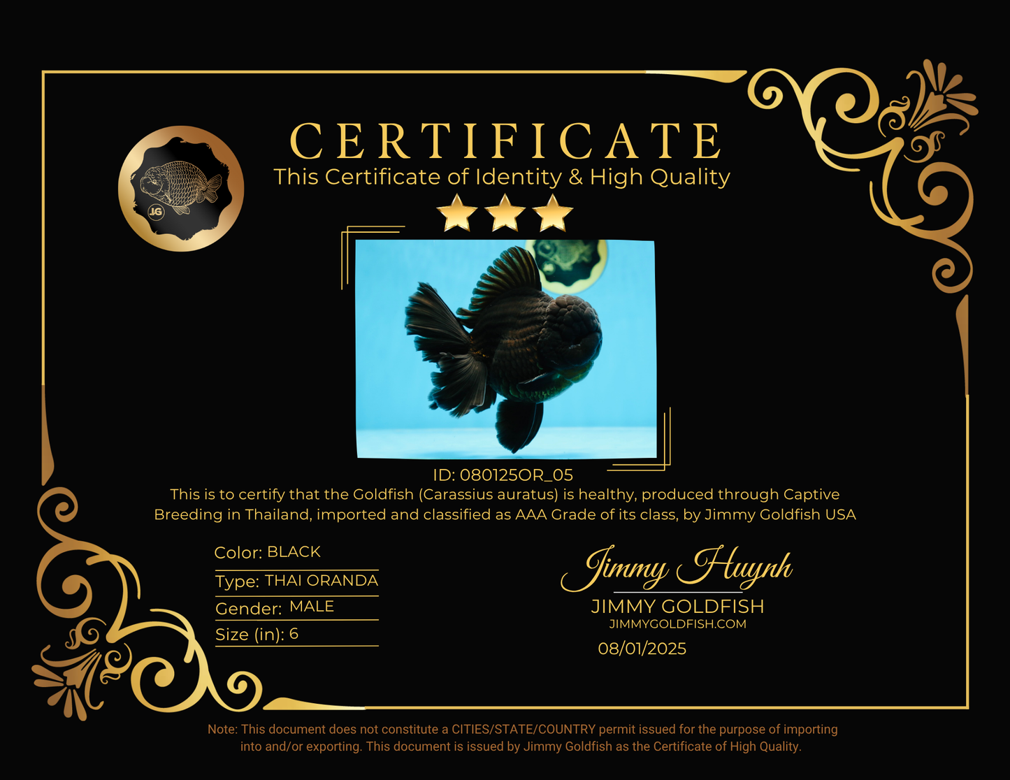 AAA Grade Godzilla Black Oranda Male 6 inches #080125OR_05