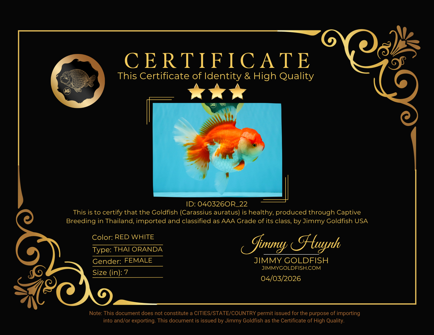 JUMBO AAA Grade Red White Oranda Female 7 inches #040326OR_22