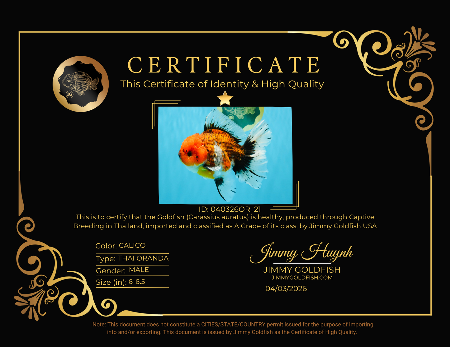 JUMBO A Grade Calico Oranda Male 6-6.5 inches #040326OR_21