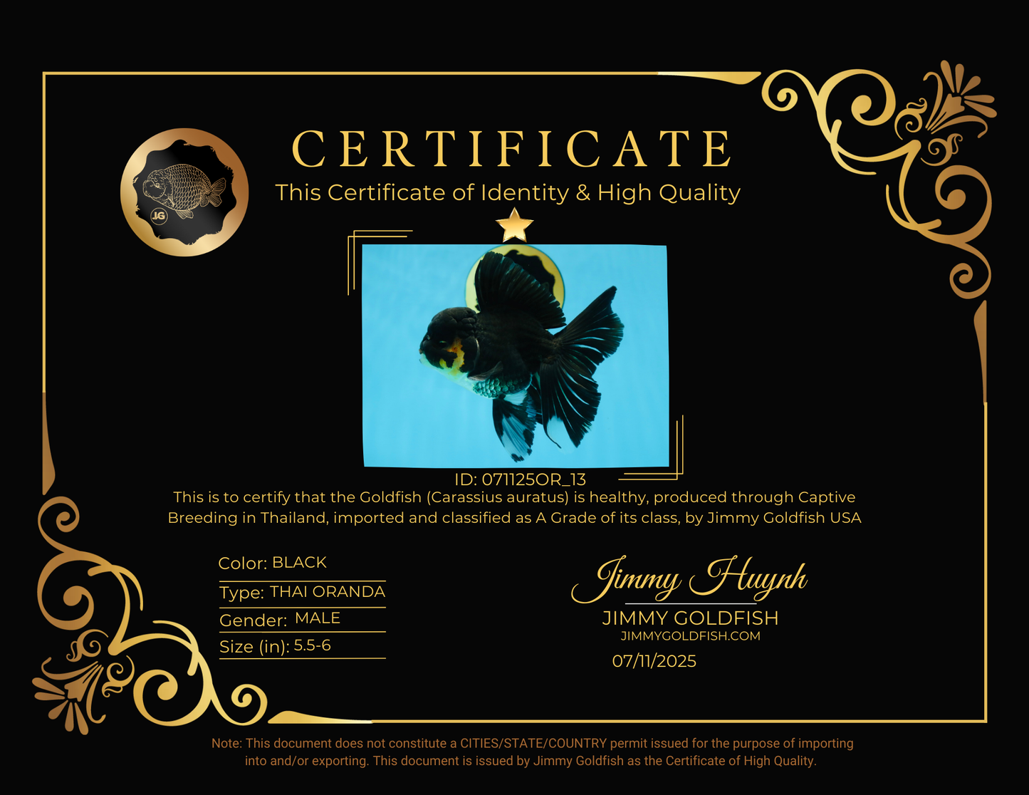 A Grade Black Oranda Male 5.5-6 inches #071125OR_13