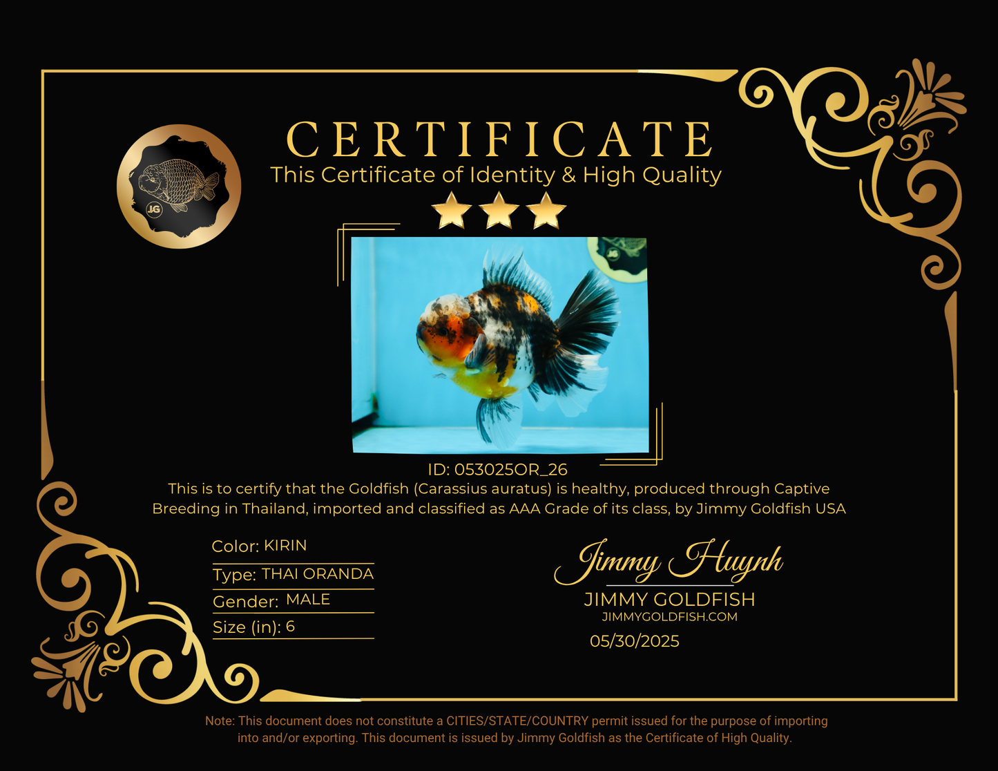 AAA Grade Chonky Kirin Oranda Male 6 inches #053025OR_26