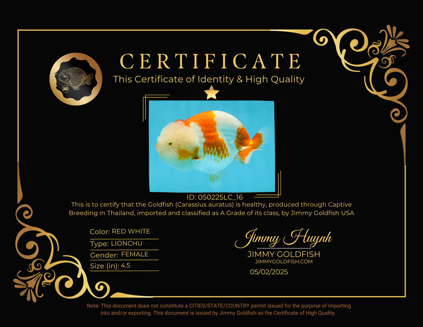 Special A Grade Chonky Kohaku LionQueen 4.5 inches #050225LC_16