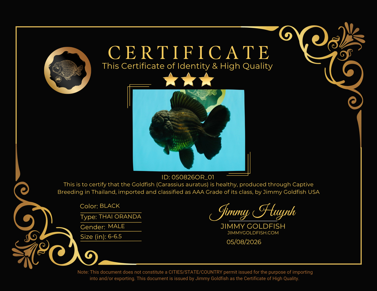JUMBO AAA Grade Godzilla Black Oranda Male 6-6.5 inches #050826OR_01