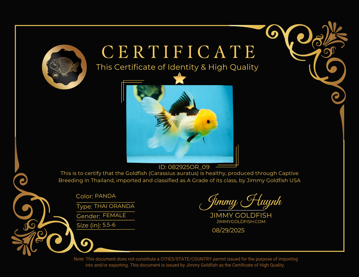 A Grade Panda Oranda Female 5.5-6 inches #082925OR_09