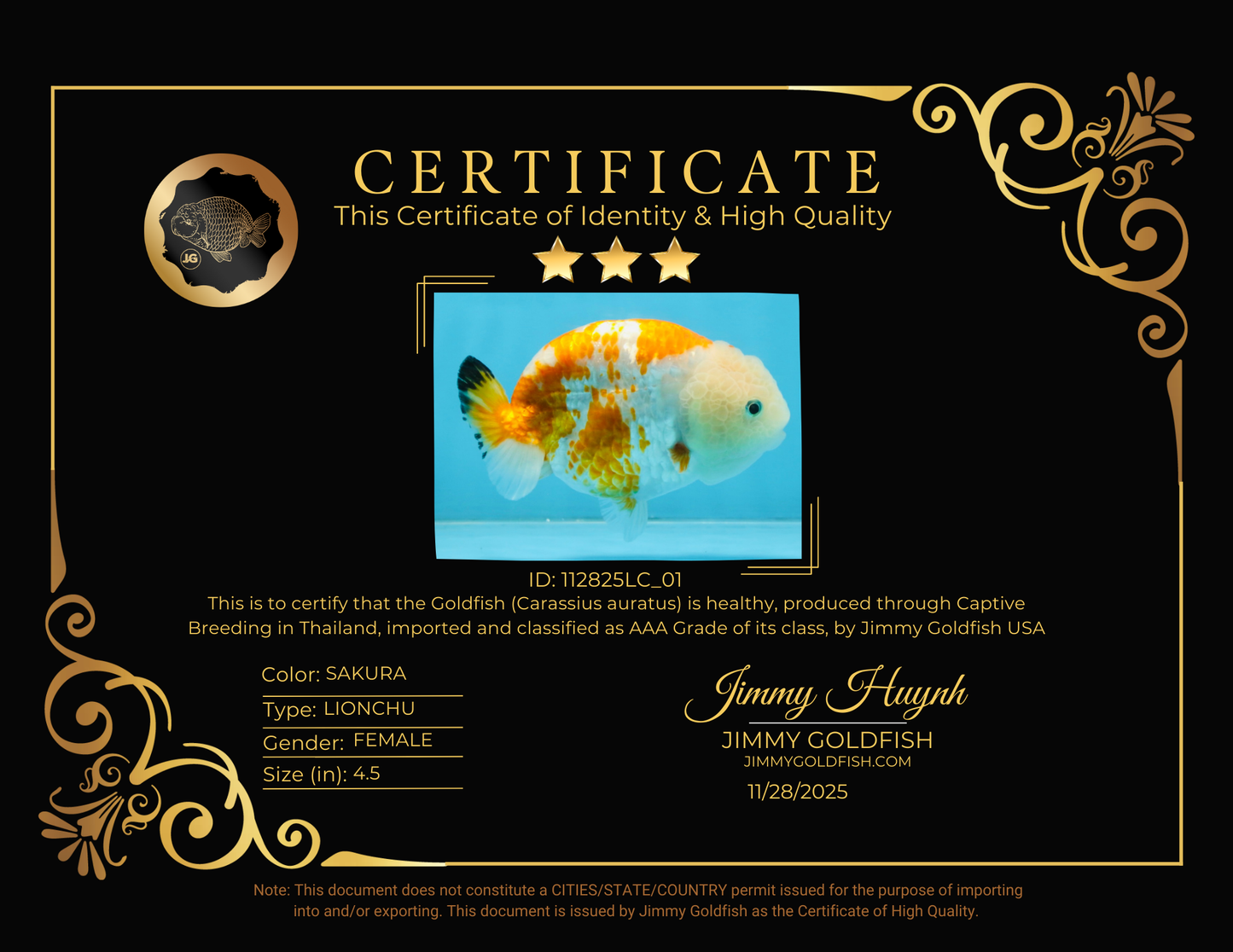 CHUBBY AAA Grade Kohaku Sakura LionQueen 4.5 inches #112825LC_01