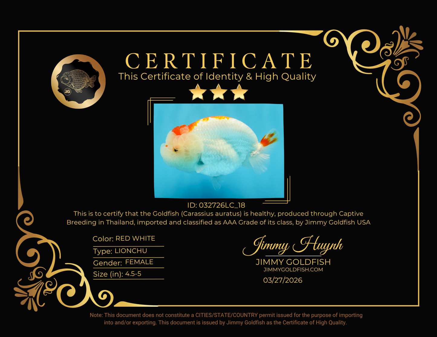 CHUBBY AAA Grade Kohaku Red White LionQueen 4.5-5 inches #032726LC_18