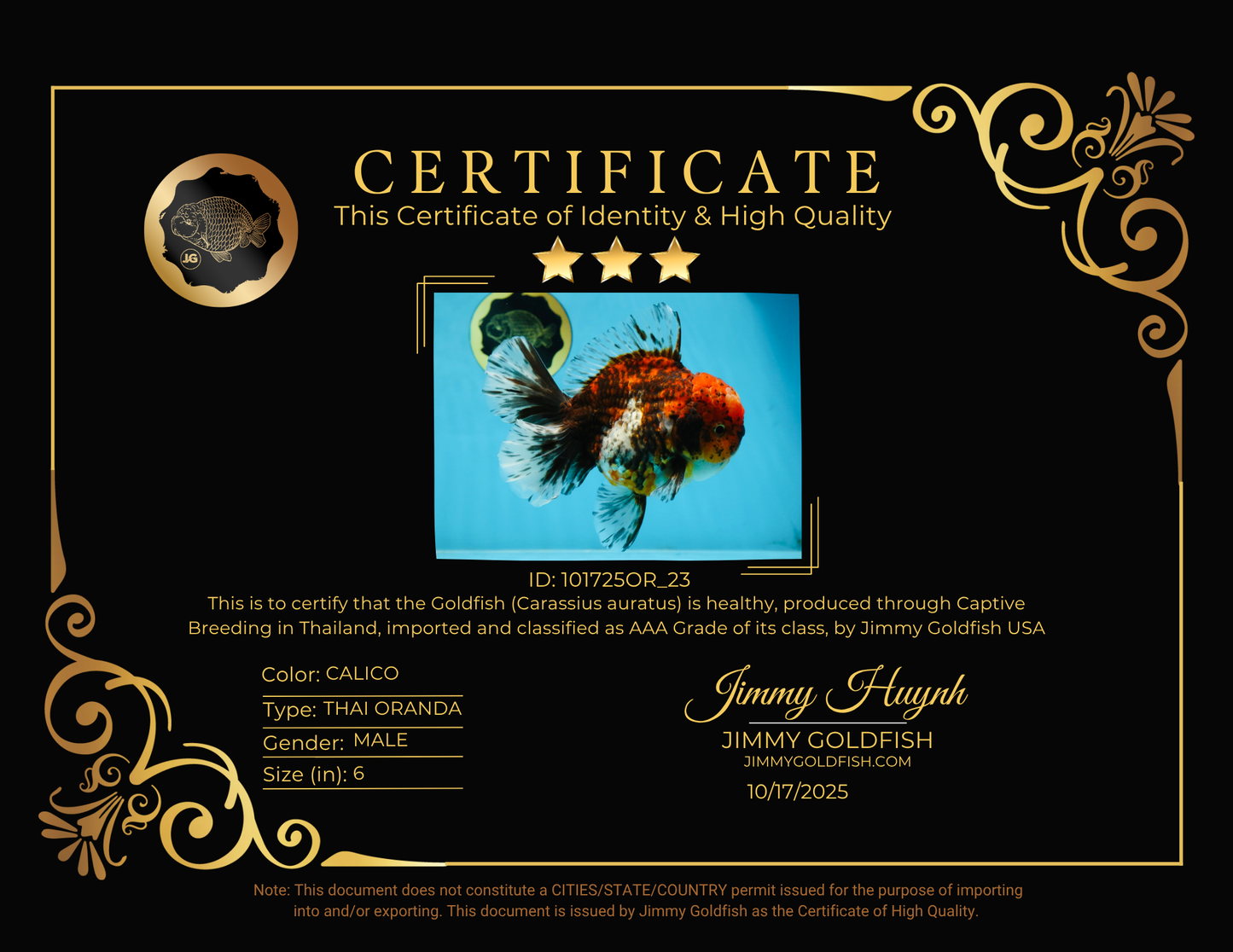 AAA Grade Calico Oranda Male 6 inches #101725OR_23