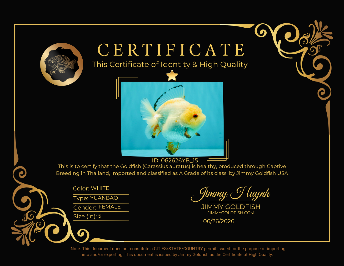 A Grade Chicken White Yuanbao Female 5 inches #062626YB_15