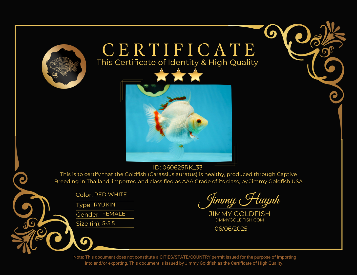 AAA Grade Red White Ryukin Female 5-5.5 inches #060625RK_33