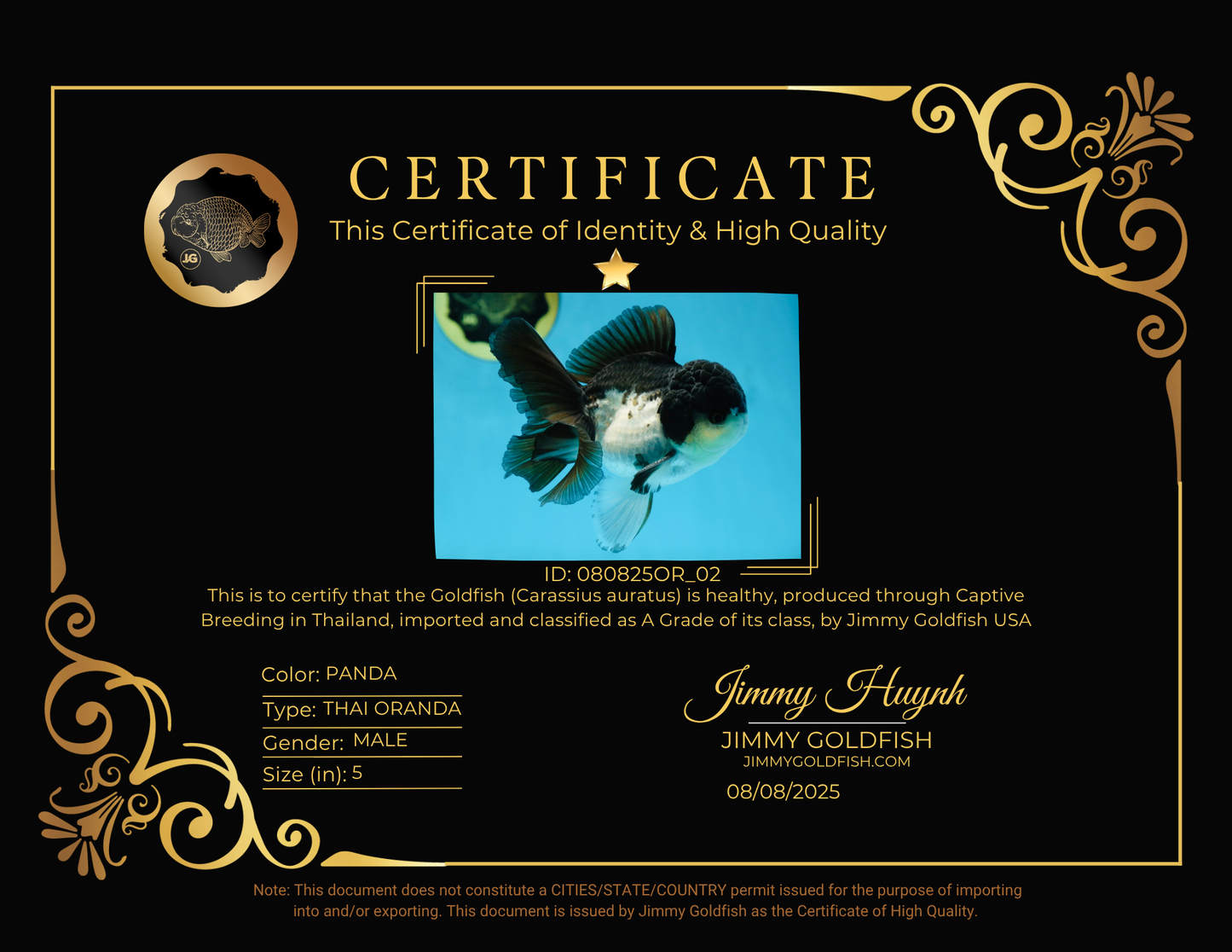 A Grade Panda Button Eyes Oranda Male 5 inches #080825OR_02