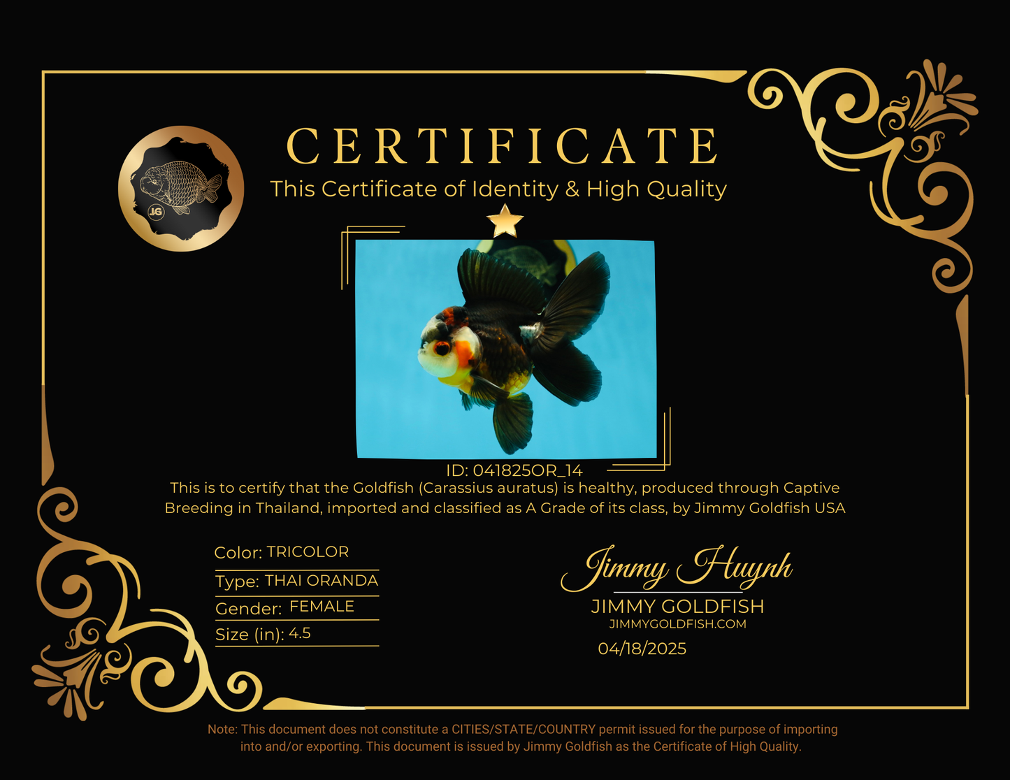 UNIQUE A Grade Bulldog Face Tricolor Button Eyes Oranda Female 4.5 inches #041825OR_14