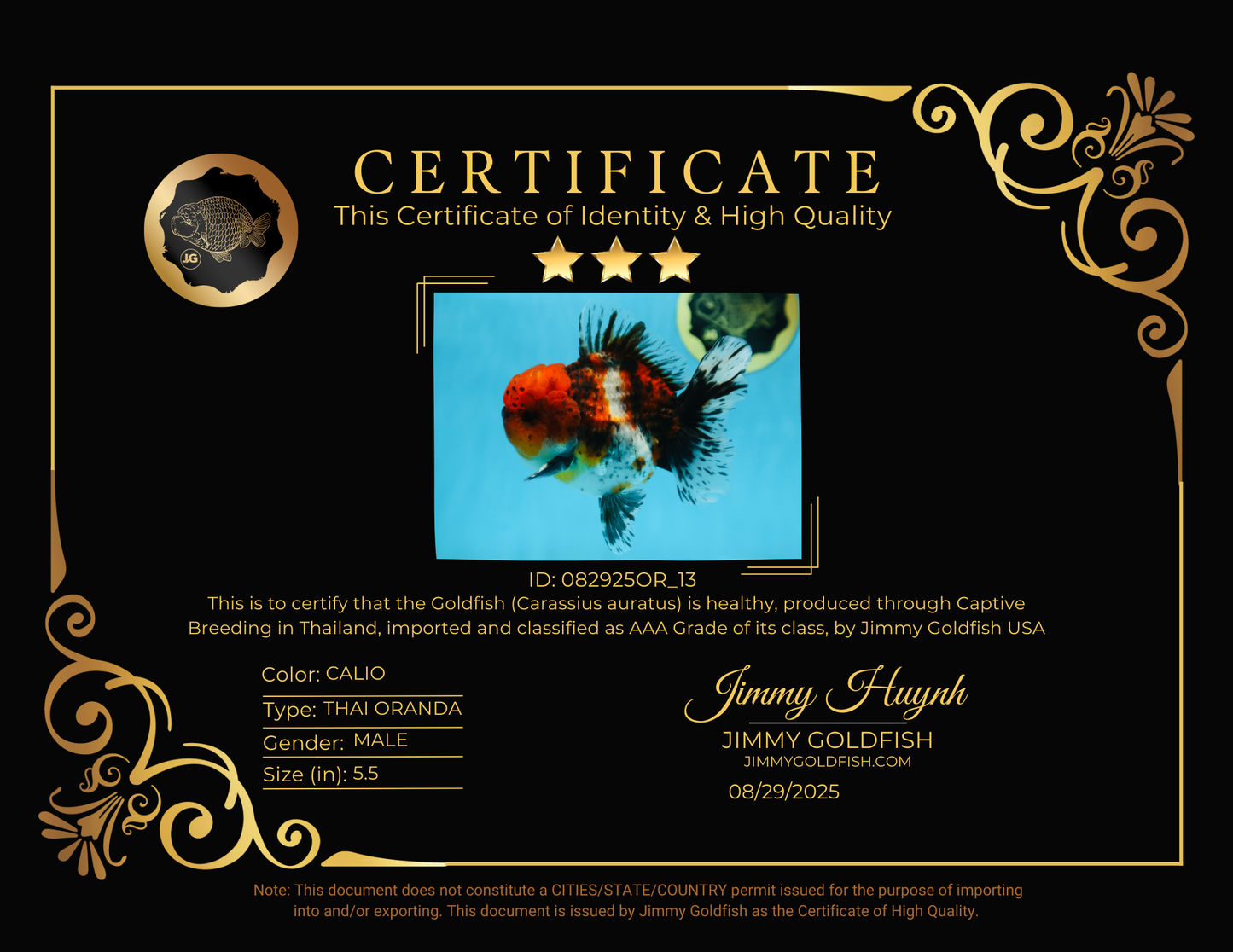 AAA Grade CHUBBY Calico Oranda Male 5.5 inches #082925OR_13