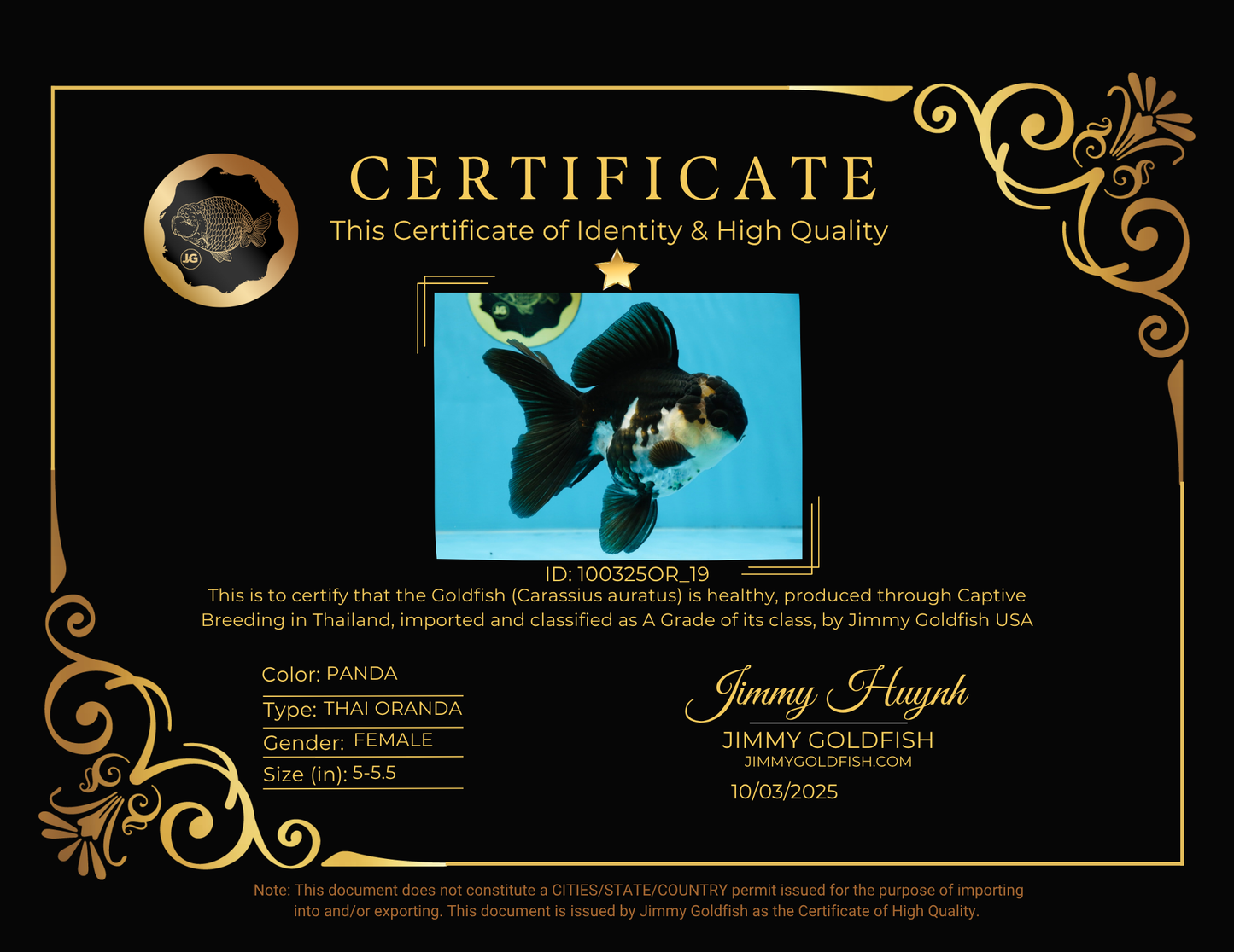 A Grade Killer Whale Panda Oranda Female 5-5.5 inches #100325OR_19