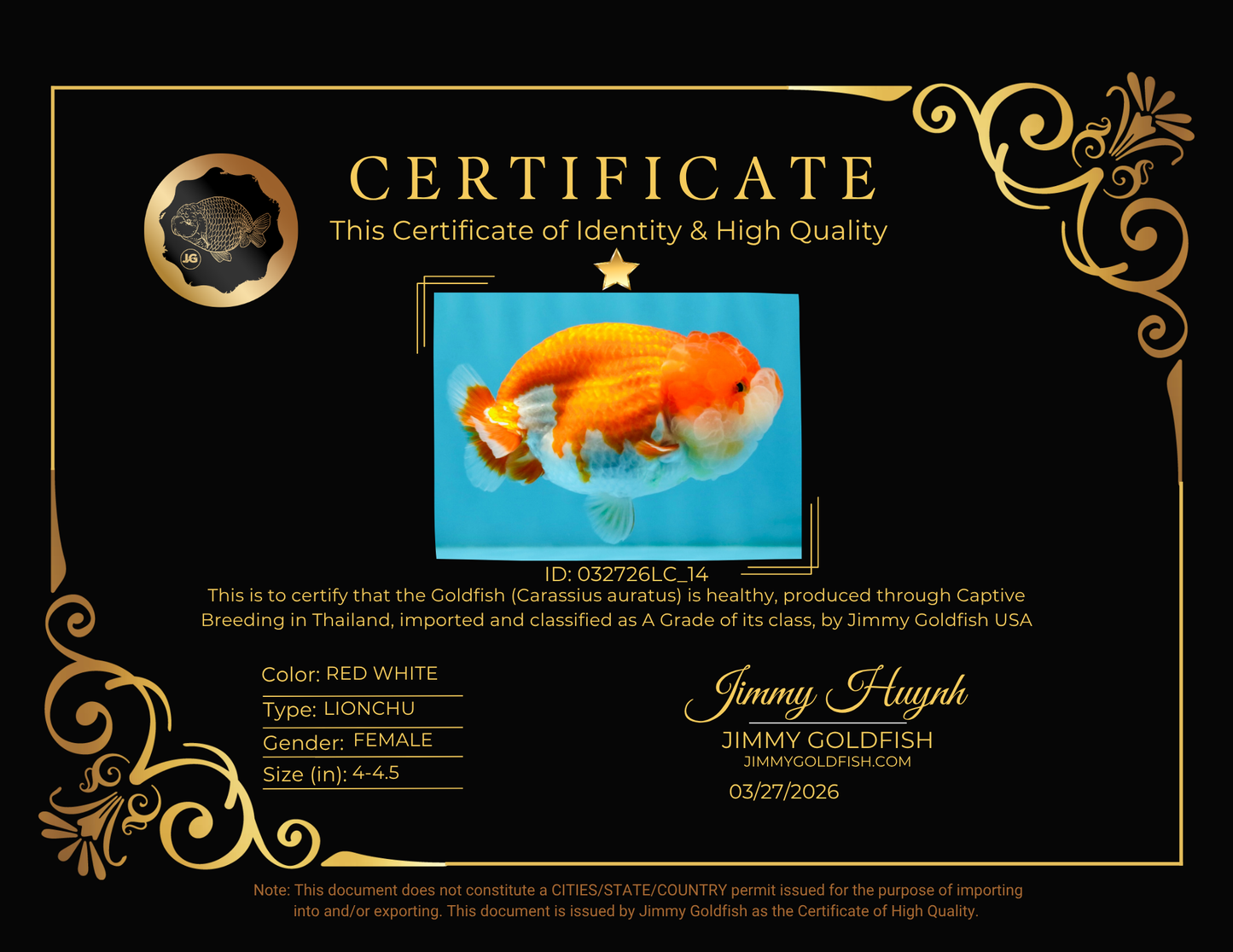 A Grade Red White LionQueen 4-4.5 inches #032726LC_14