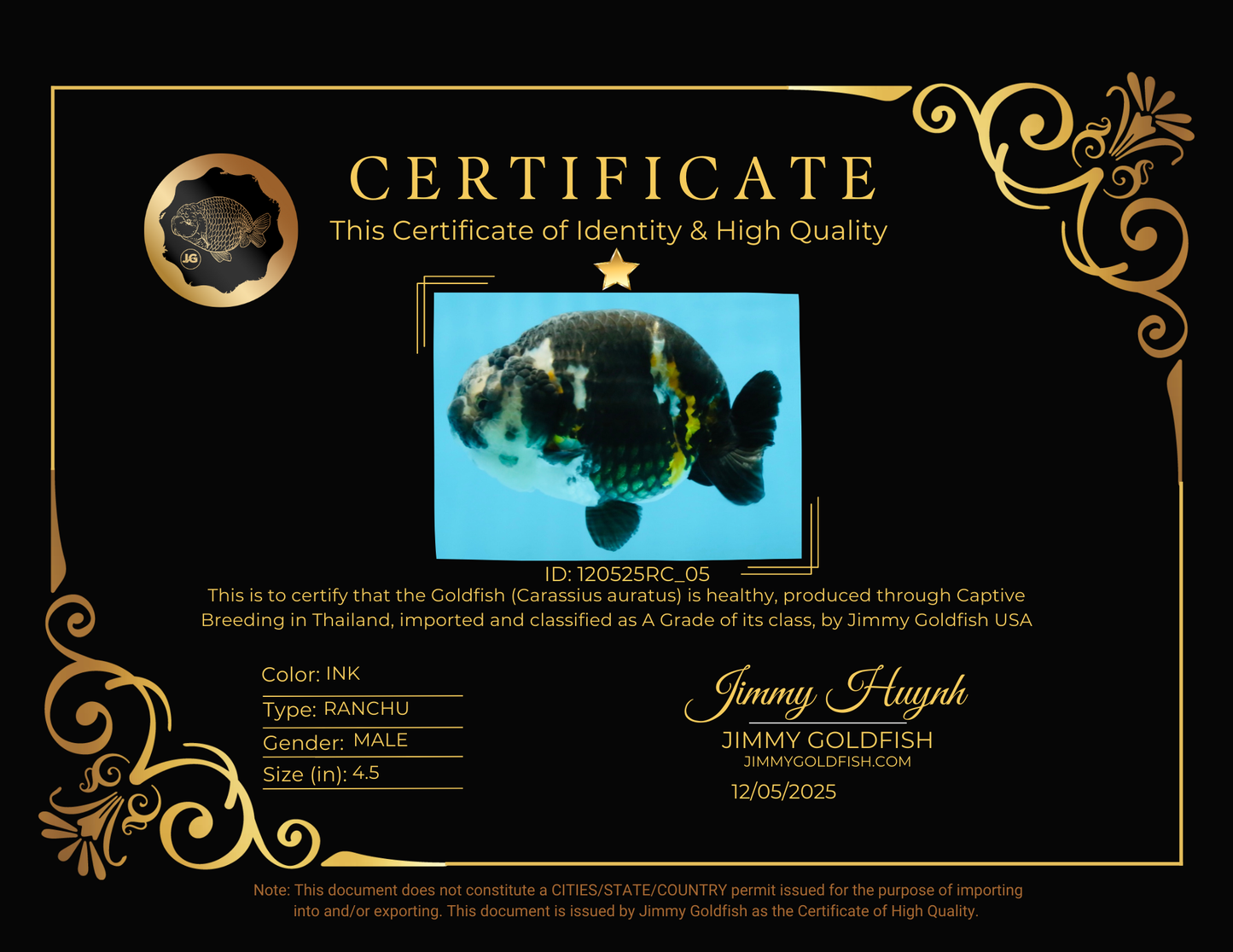 SPECIAL PANDA A Grade Ink Chinese Ranchu Male 4.5 inches #120525RC_05