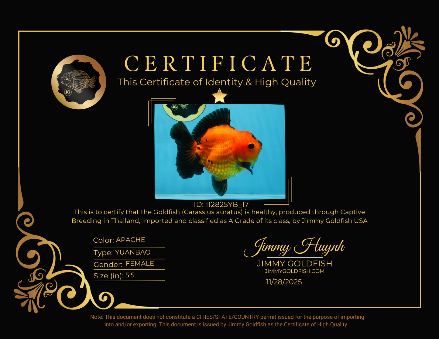 CHONKY A Grade Apache Yuanbao Female 5.5 inches #112825YB_17