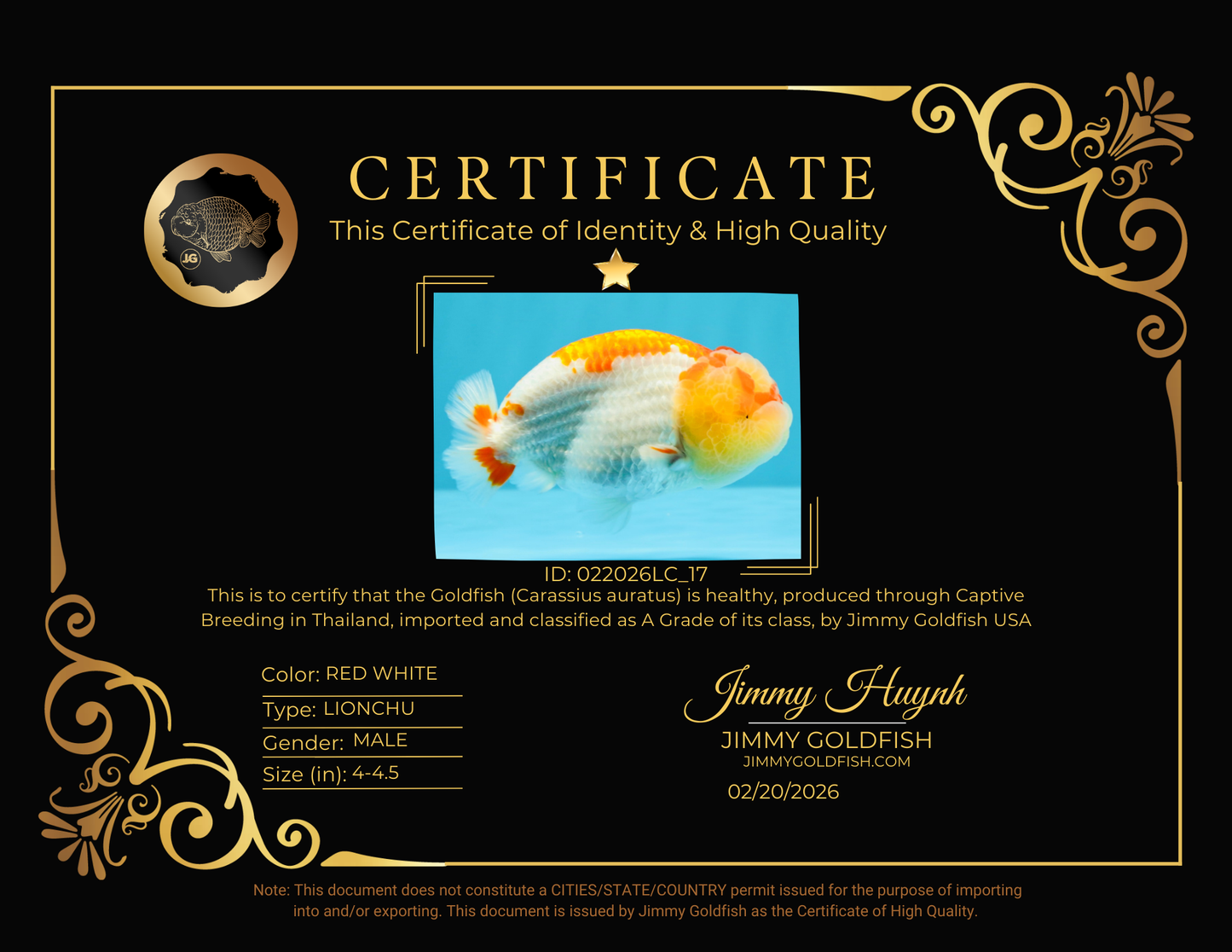 A Grade Kohaku Red White LionKing 4-4.5 inches #022026LC_17