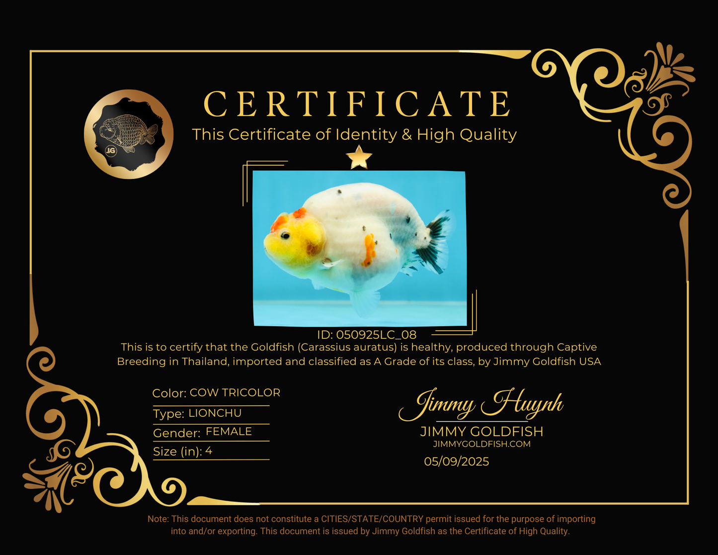 A Grade Cow Tricolor LionQueen 4 inches #050925LC_08