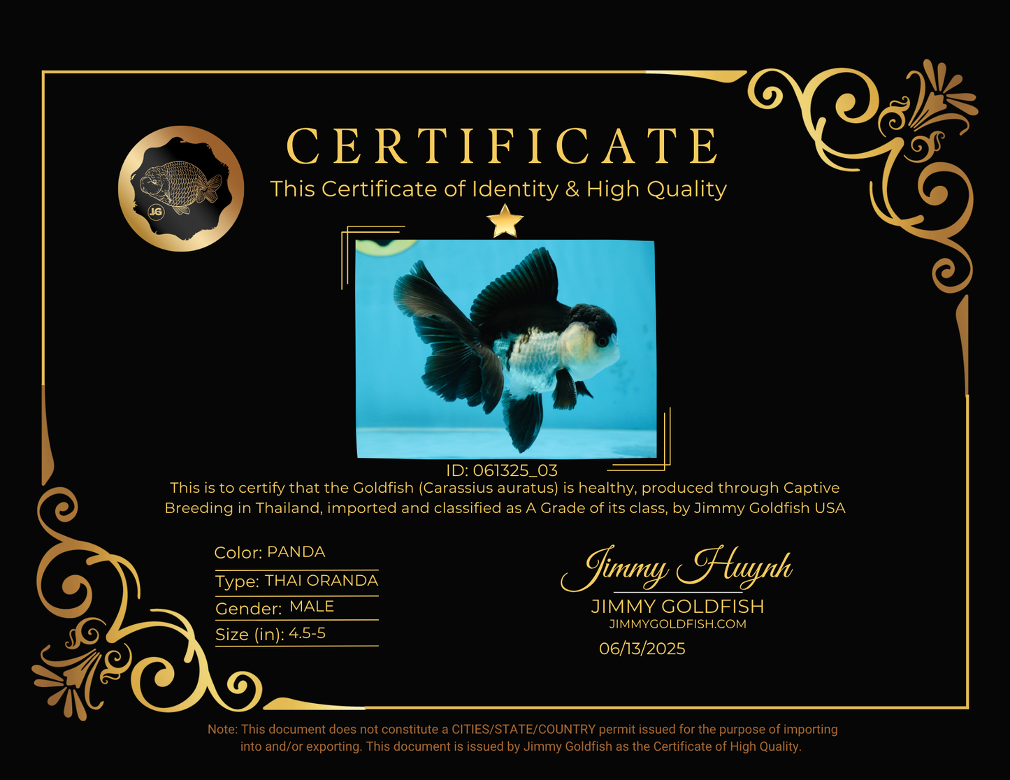 A Grade Young Panda Button Eyes Oranda Male 4.5-5 inches #061325_03