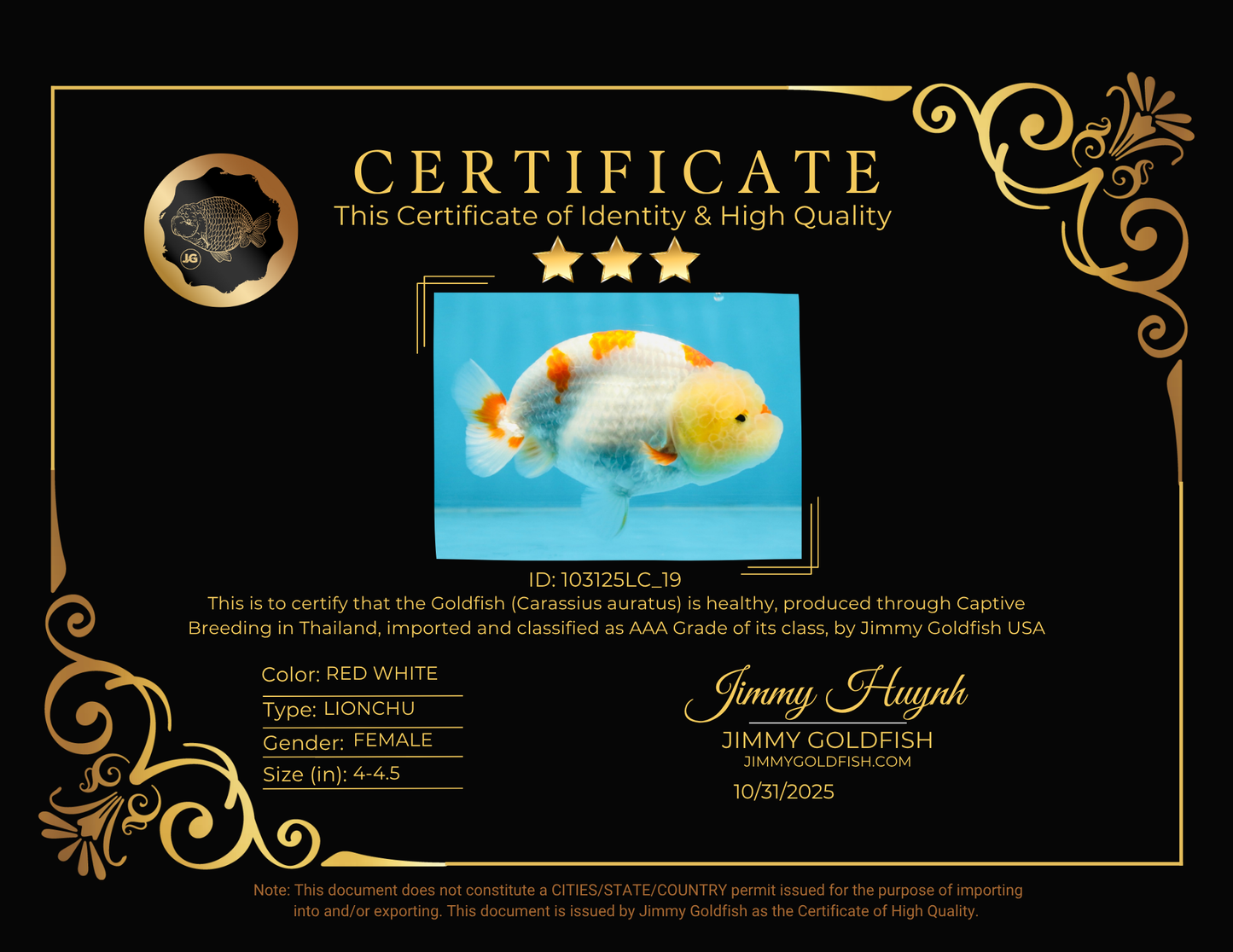 AAA Grade Pompom Kohaku LionQueen 4-4.5 inches #103125LC_19