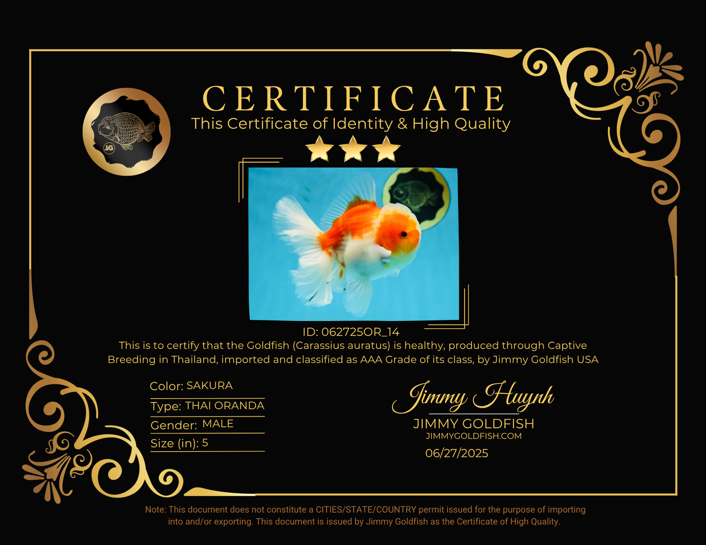 AAA Grade Cherry Sakura Oranda Male 5 inches #062725OR_14