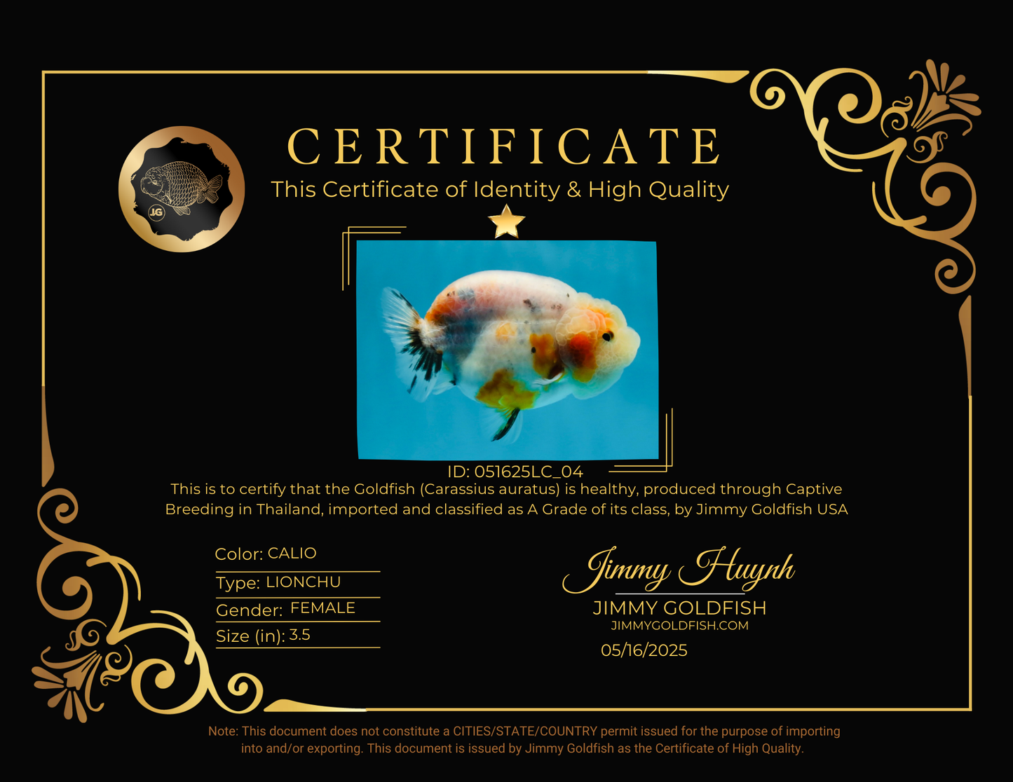 A Grade Calico LionQueen 3.5 inches #051625LC_04