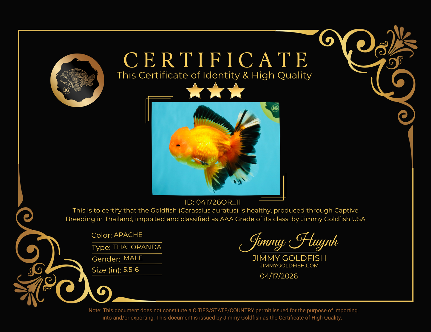 AAA Grade Apache Oranda Male 5.5-6 inches #041726OR_11