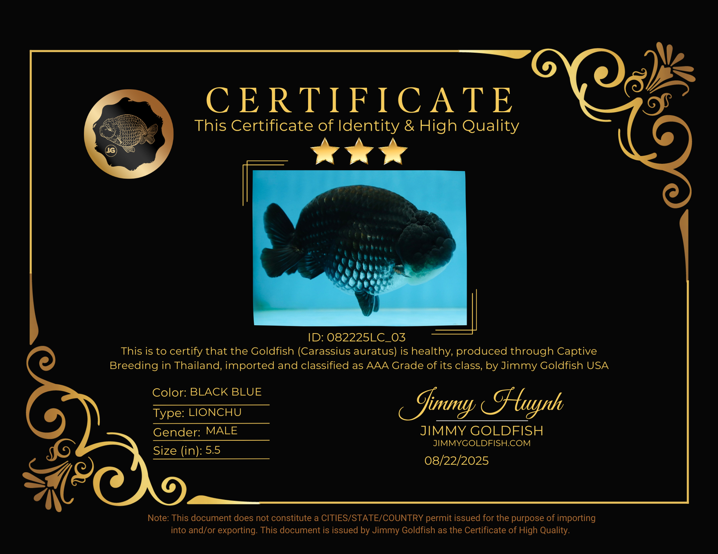 AAA Grade Black Blue LionKing 5.5 inches #082225LC_03