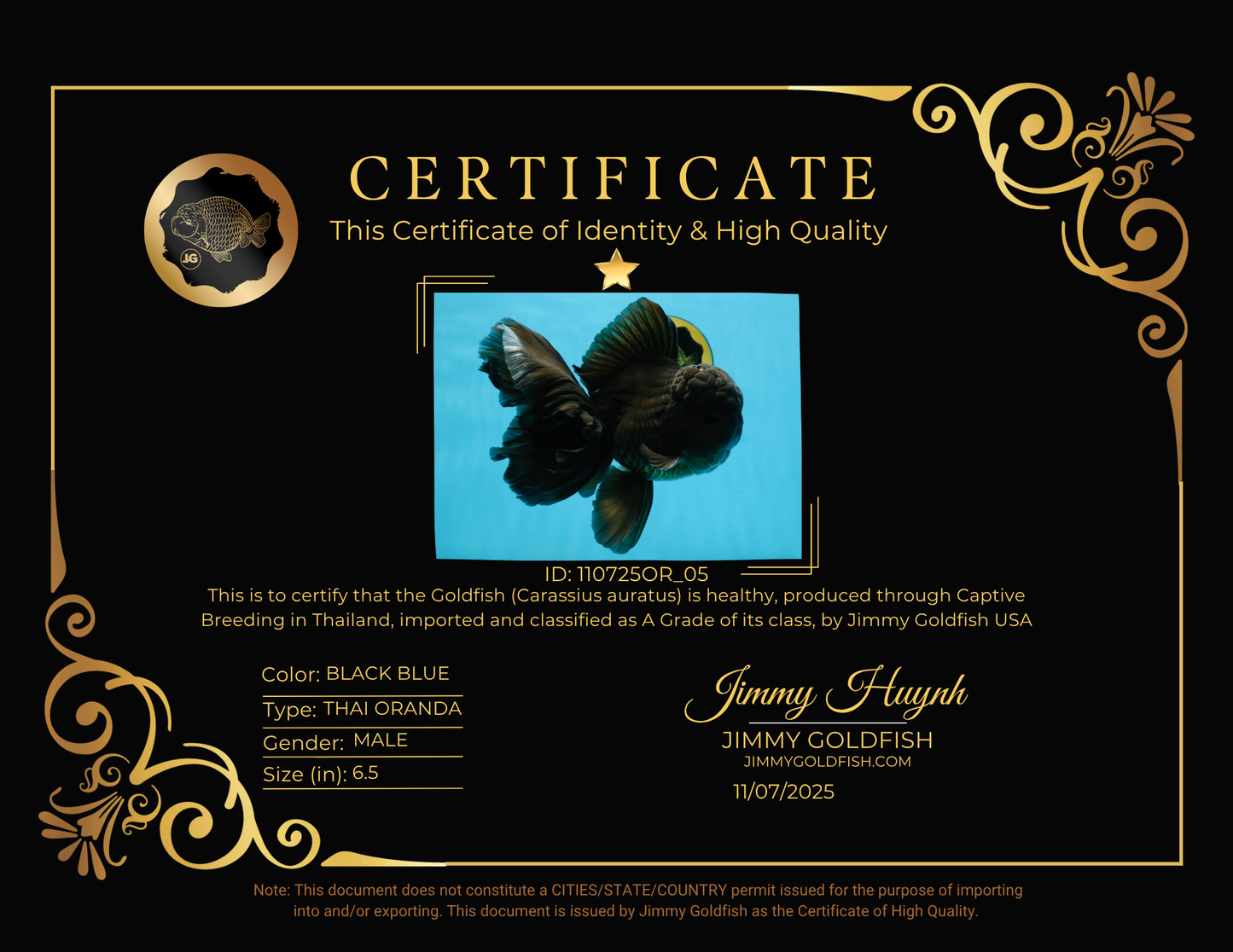 A Grade JUMBO Black Oranda Male 6.5 inches #110725OR_05